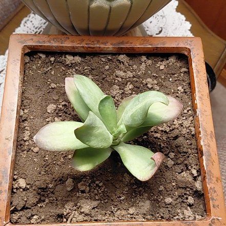 Photo of the plant species Kalamchoe Little Dragon by @FitStaraloe53 named Sproutacus on Greg, the plant care app