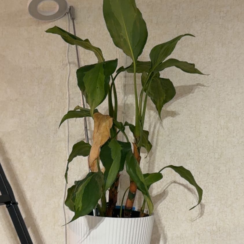 Photo of the plant species Aglaonema spathonema by @FabDogrose74 named Gates on Greg, the plant care app