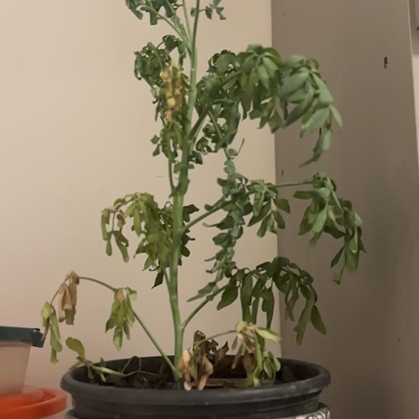 Photo of the plant species Common Rue by @ChicSuncup47 named Remington on Greg, the plant care app