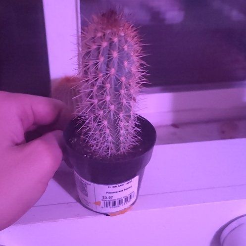 Photo of the plant species Pilosocereus baumii by @ZealSucc68 named Sahara on Greg, the plant care app