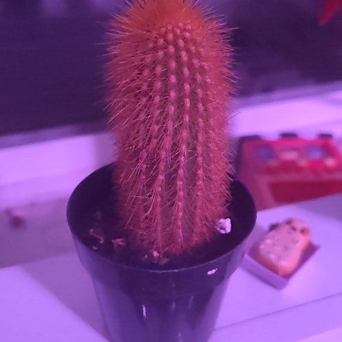 Photo of the plant species Assorted Weberbauerocereus by @ZealSucc68 named Homer on Greg, the plant care app