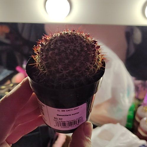Photo of the plant species Mammillaria mystax by @ZealSucc68 named Rex on Greg, the plant care app