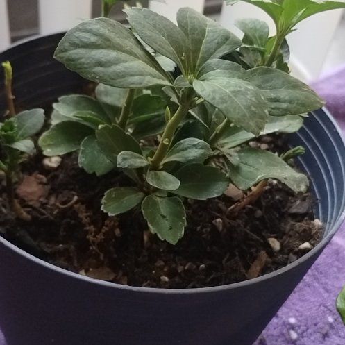 Photo of the plant species Japanese Spurge by @KeenLilac24 named Remington on Greg, the plant care app