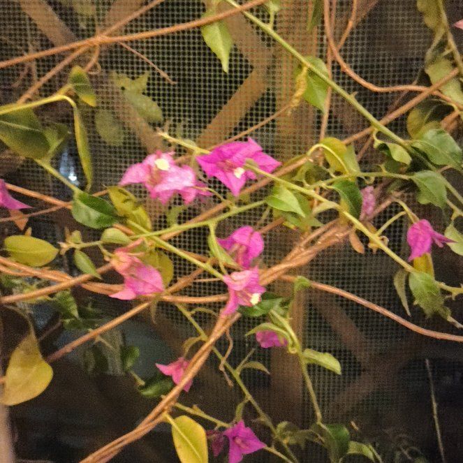 Photo of the plant species Coral Vine by @HolyMostii3 named Rainier on Greg, the plant care app
