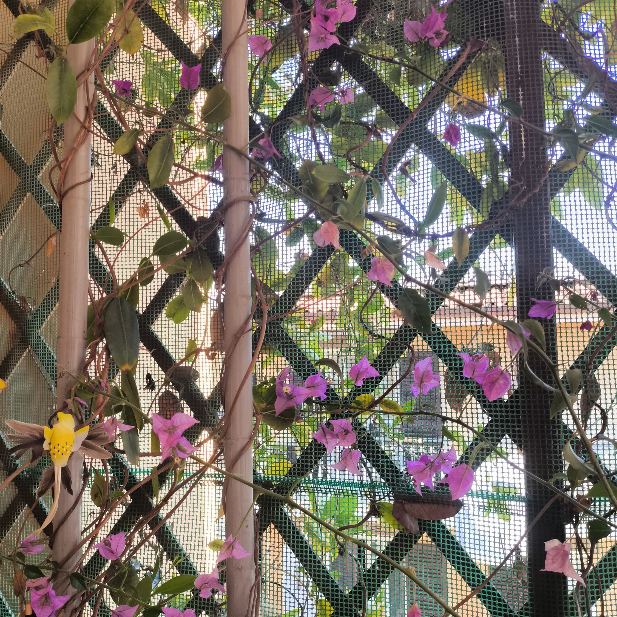 Photo of the plant species Coral Vine by @HolyMostii3 named Rainier on Greg, the plant care app