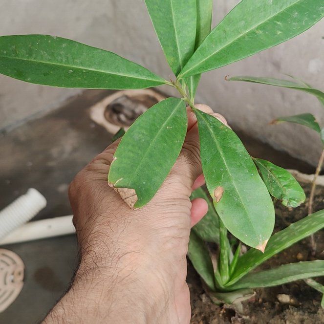 Photo of the plant species Alligatorweed by @KeyMelittis58 named Rihanna on Greg, the plant care app