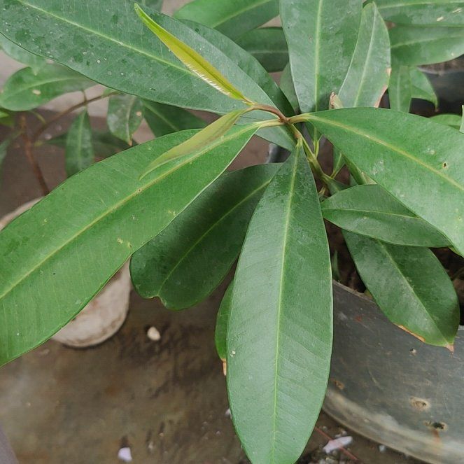 Photo of the plant species Malabar Plum by @KeyMelittis58 named da Vinci on Greg, the plant care app
