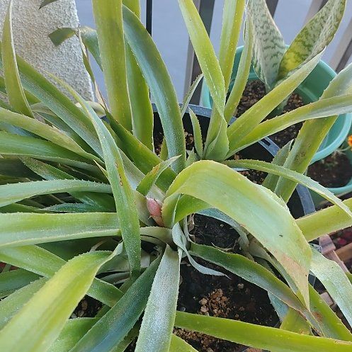 Photo of the plant species Queens Tears Bromeliad by @ReallyFlatpea20 named Scarlett on Greg, the plant care app
