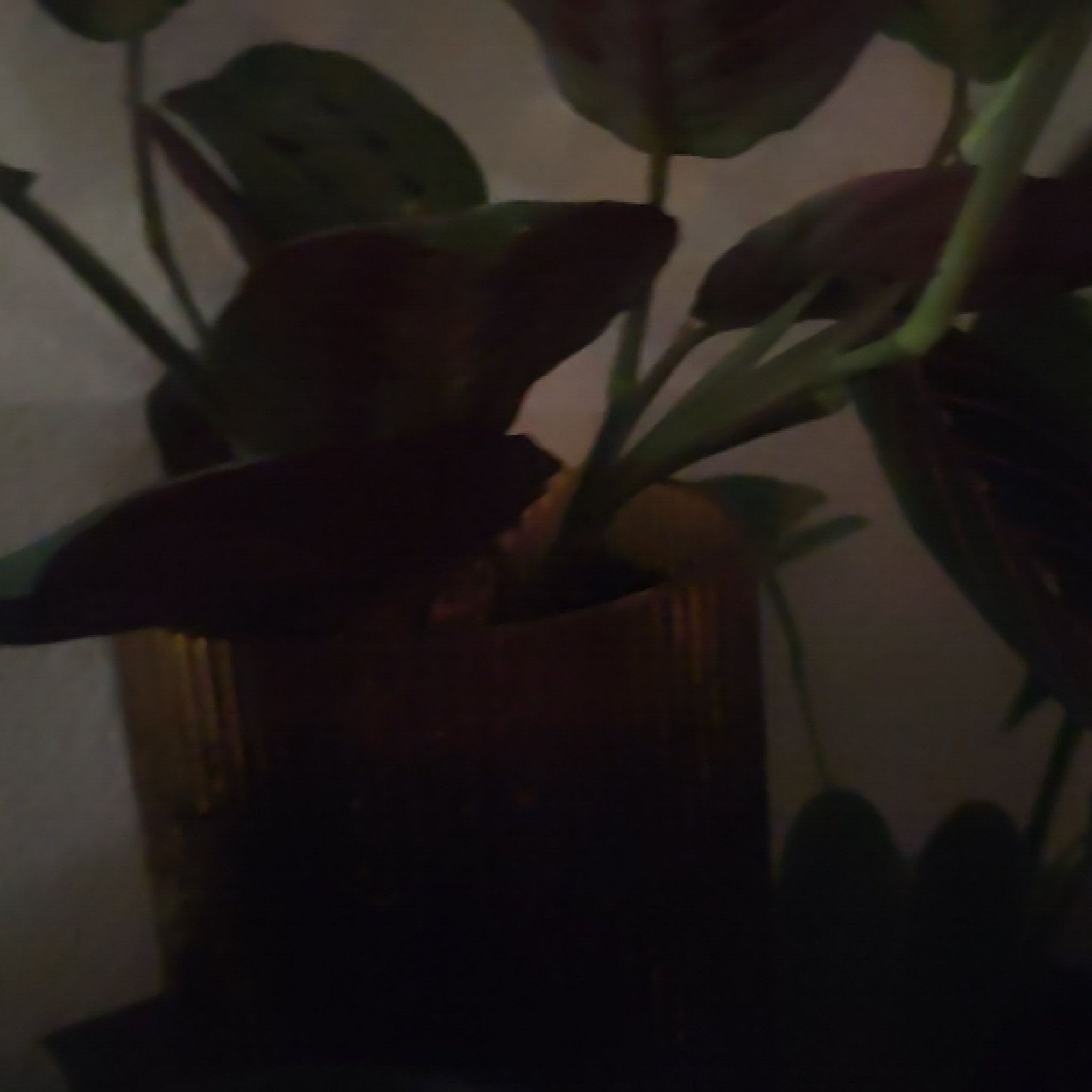 Photo of the plant species Prayer Plant by @ReallyFlatpea20 named Treeyoncé on Greg, the plant care app