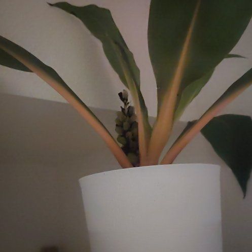 Photo of the plant species Chlorophytum 'Fire Flash' by @ReallyFlatpea20 named Muhammad Ali on Greg, the plant care app