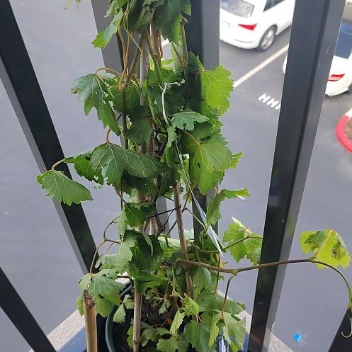 Photo of the plant species Flame Seedless Grape by @ReallyFlatpea20 named Nithin on Greg, the plant care app