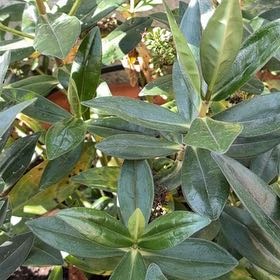 Photo of the plant species New Zealand Hebe by @FunRuby19 named Sol on Greg, the plant care app