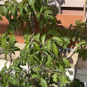 Photo of the plant species Zimbabwe creeper by @FunRuby19 named Spike Leaves on Greg, the plant care app