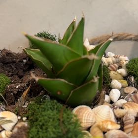 Photo of the plant species Agave Raksasa by @NChavez83 named Gomez on Greg, the plant care app