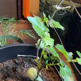 Photo of the plant species Grapevines by @caroriordon named Fernie Mac on Greg, the plant care app