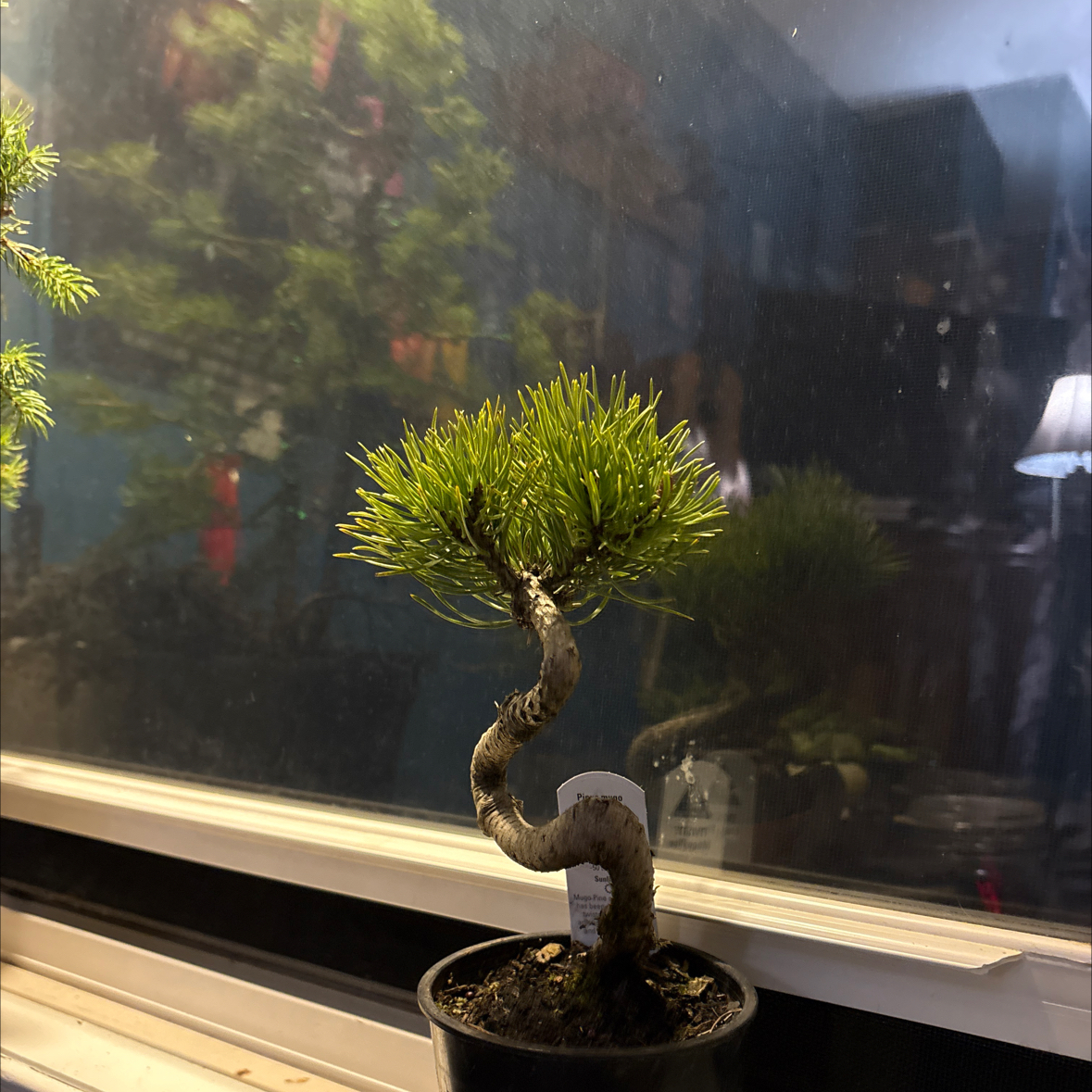 Photo of the plant species Dwarf Mountain Pine by @caroriordon named mugy on Greg, the plant care app