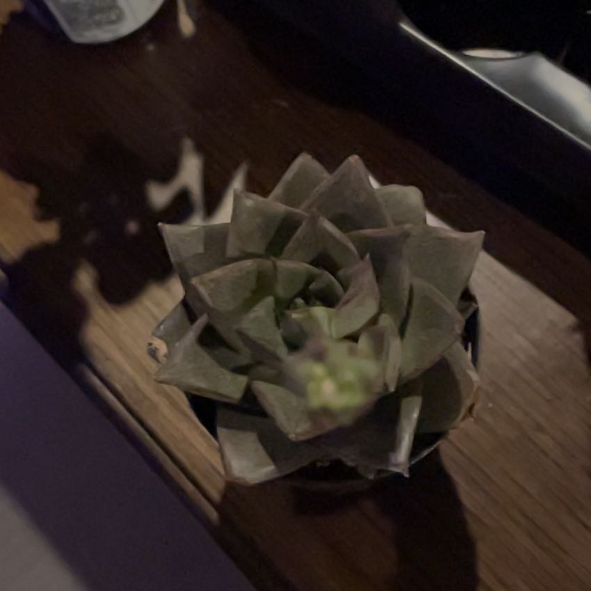 Photo of the plant species Fossil Cactus by @LovablyBookaloe named Harmony on Greg, the plant care app