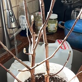 Photo of the plant species Mulan magnolia by @ProRedpine62 named Oscar on Greg, the plant care app
