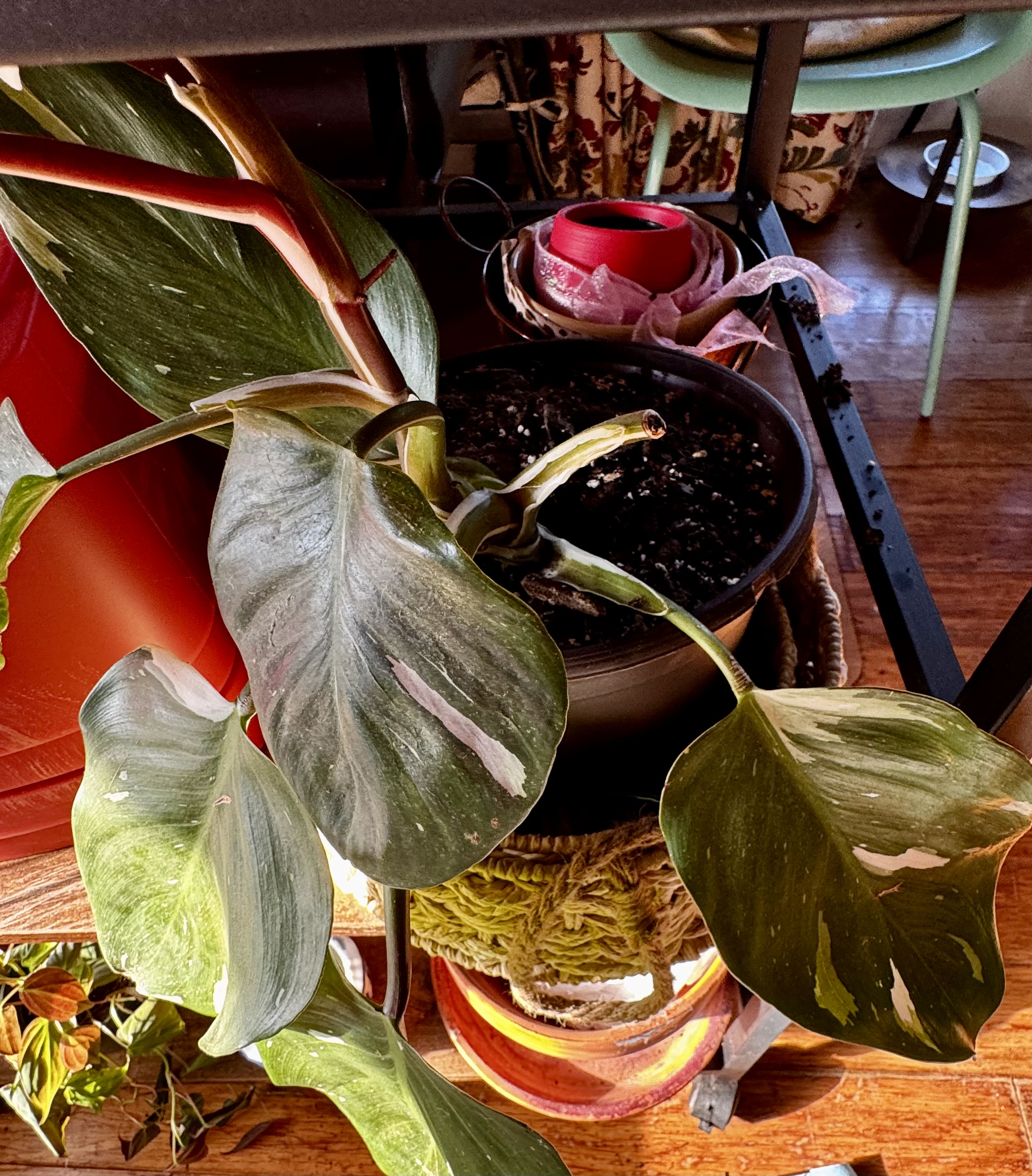Photo from the post