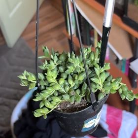 Photo of the plant species Raindrops by @carleen named Harmony on Greg, the plant care app