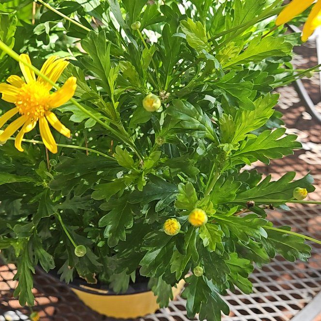 Photo of the plant species African Bush Daisy by @SoundlyPetunia named Elle on Greg, the plant care app