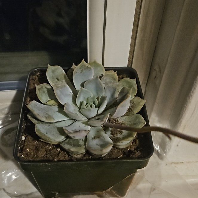 Photo of the plant species Menina by @InclusivePuka1 named Lola on Greg, the plant care app