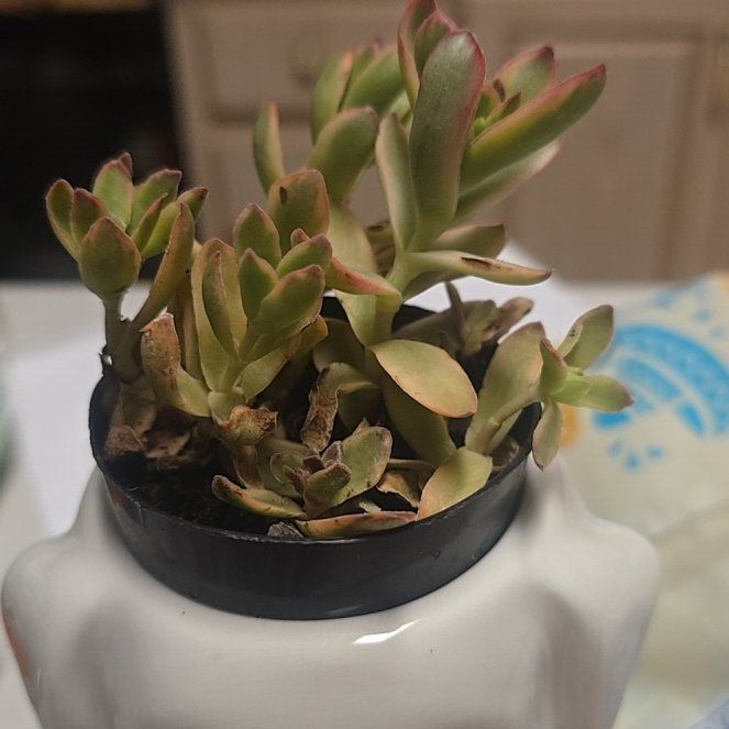 Photo of the plant species Crassula capitella 'Campfire' by @WinBasil88 named Terra on Greg, the plant care app