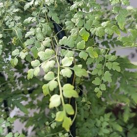 Photo of the plant species Japanese Climbing Fern by @MaximalBagpod71 named Girlfrond on Greg, the plant care app