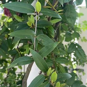 Photo of the plant species Carolina Jessamine by @MaximalBagpod71 named Naomi on Greg, the plant care app