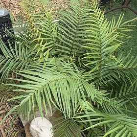 Photo of the plant species Chinese Brake by @MaximalBagpod71 named Planty on Greg, the plant care app