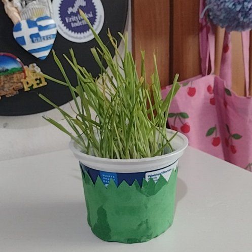 Photo of the plant species Crested Wheatgrass by @FestivePokaka43 named Barl on Greg, the plant care app