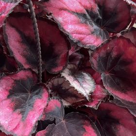 Photo of the plant species Beetleweed by @FabJade6 named Oscar on Greg, the plant care app