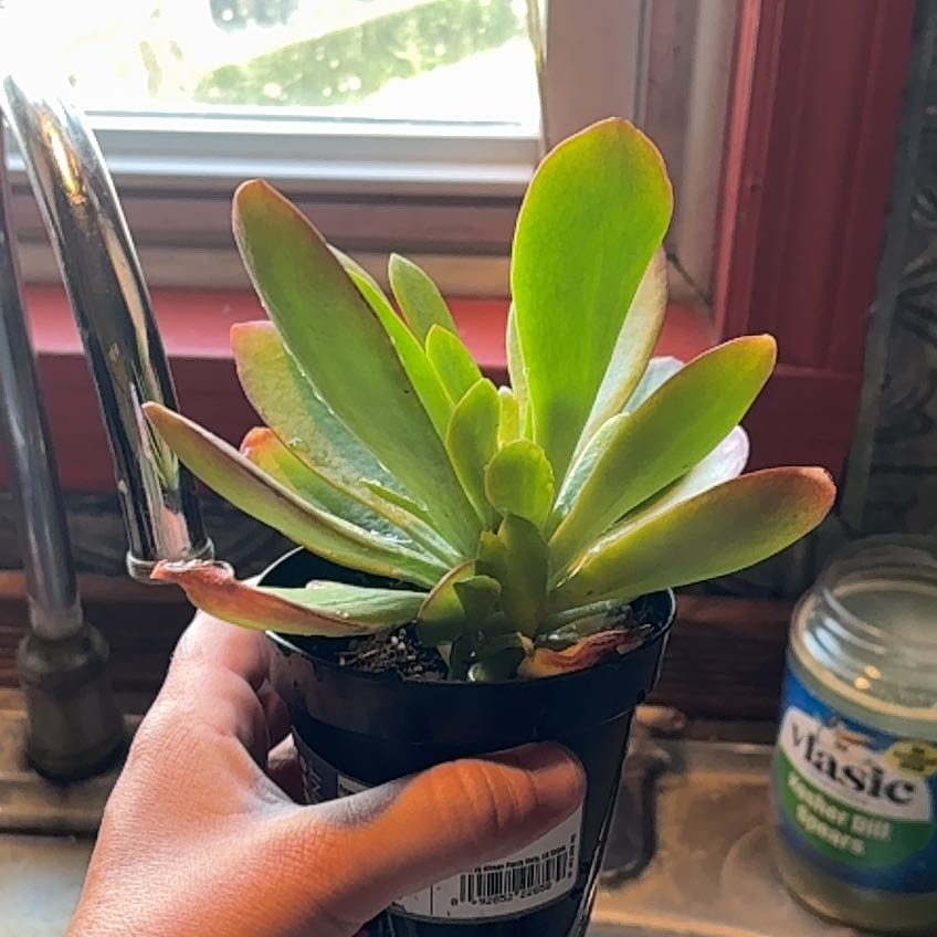 Photo of the plant species Kalanchoe 'Little Dragon' by @DearPepper94 named Flower on Greg, the plant care app