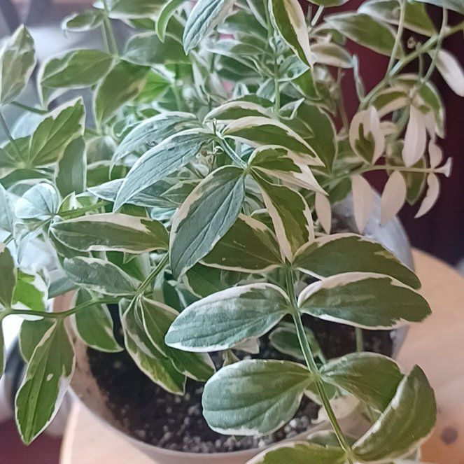 Photo of the plant species Jacob's Ladder by @SuperBroom21 named da Vinci on Greg, the plant care app
