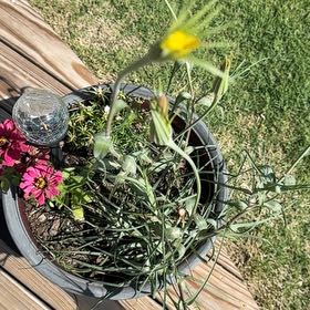 Photo of the plant species Yellow Salsify by @SugarJonquil75 named Wall-E on Greg, the plant care app