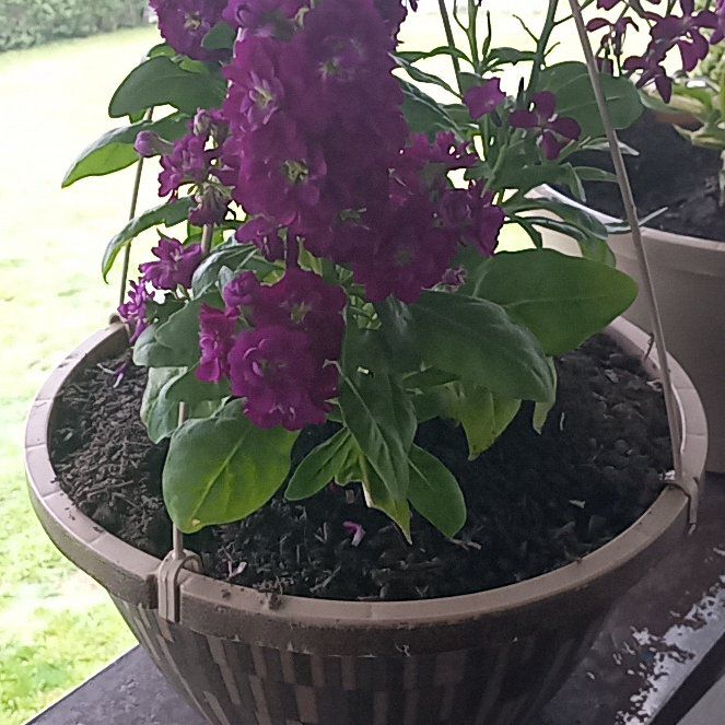 Photo of the plant species Brompton Stock by @NativePinkball1 named Queen on Greg, the plant care app