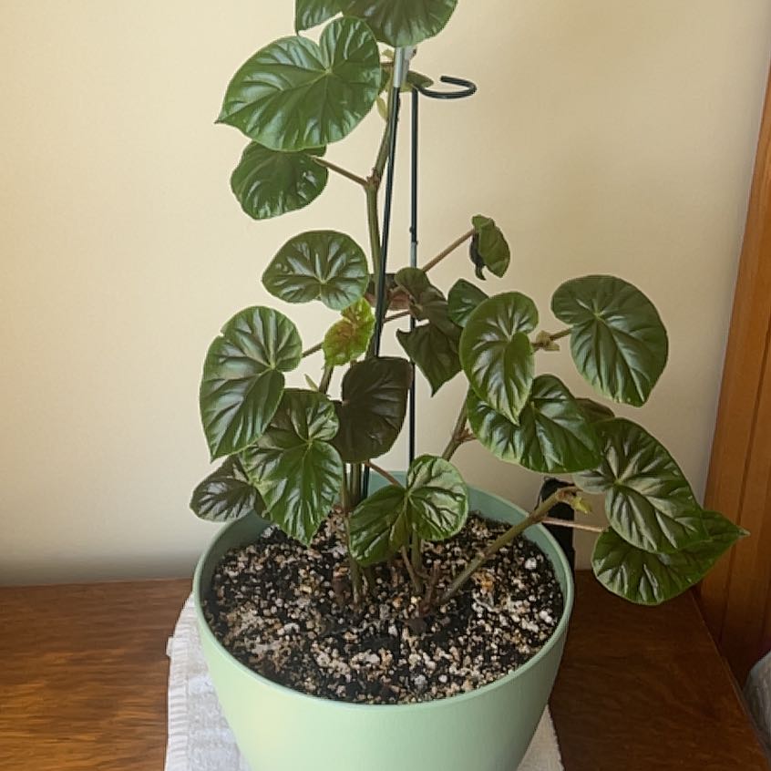 Photo of the plant species Smooth Begonia by @TryCanna88 named Einstein on Greg, the plant care app