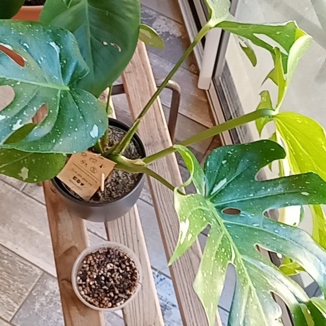 Photo of the plant species Monstera by @DoyenneTarbush named Apollo on Greg, the plant care app