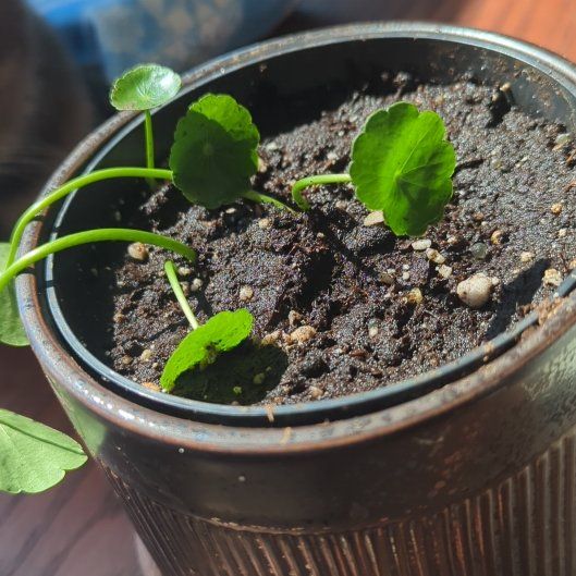 Photo of the plant species Manyflower Marshpennywort by @RichCarrot47 named Sonora on Greg, the plant care app