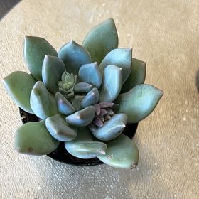 Photo of the plant species Pachyphytum 'Aquamarine' by @ExpertBrandegea named Queenie on Greg, the plant care app