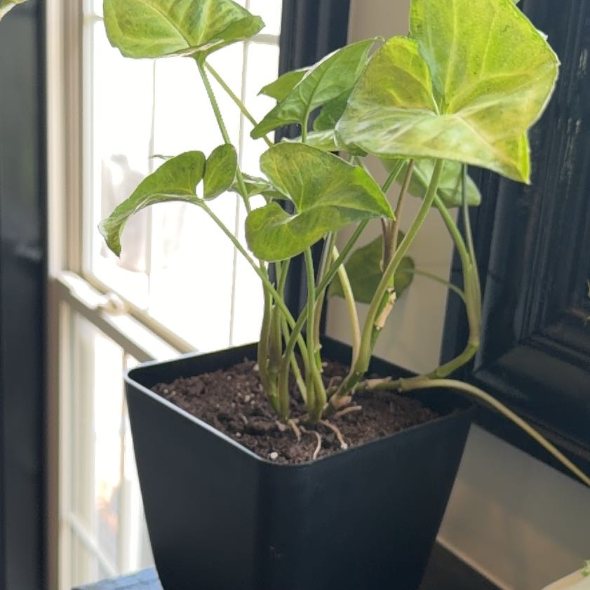 Photo of the plant species Creamsicle Arrowhead Plant by @BusyLilacsage22 named Wall-E on Greg, the plant care app