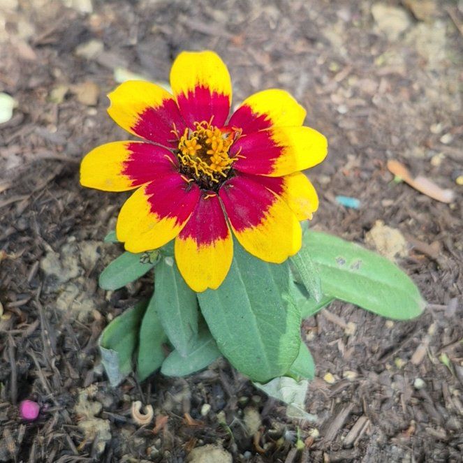Photo of the plant species Wandflower by @MarvelousYuzu92 named Robert Plant on Greg, the plant care app
