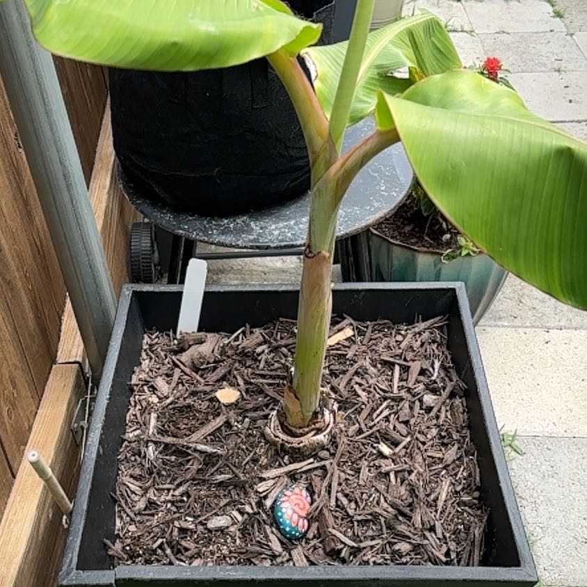 Photo of the plant species Ice Cream Banana by @TenderApricot9 named Diana on Greg, the plant care app