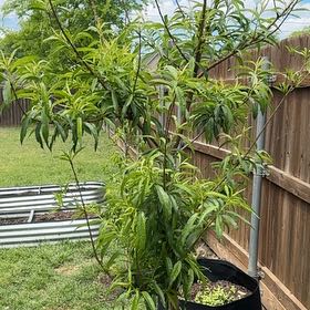 Photo of the plant species Elberta Peach by @TenderApricot9 named Demi on Greg, the plant care app