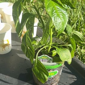 Photo of the plant species Sweet Hananero by @TryAjídulce29 named Wall-E on Greg, the plant care app