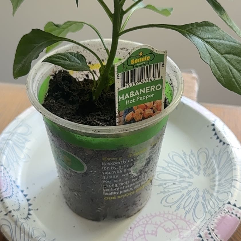 Photo of the plant species Habanero Pepper by @TryAjídulce29 named Plato on Greg, the plant care app