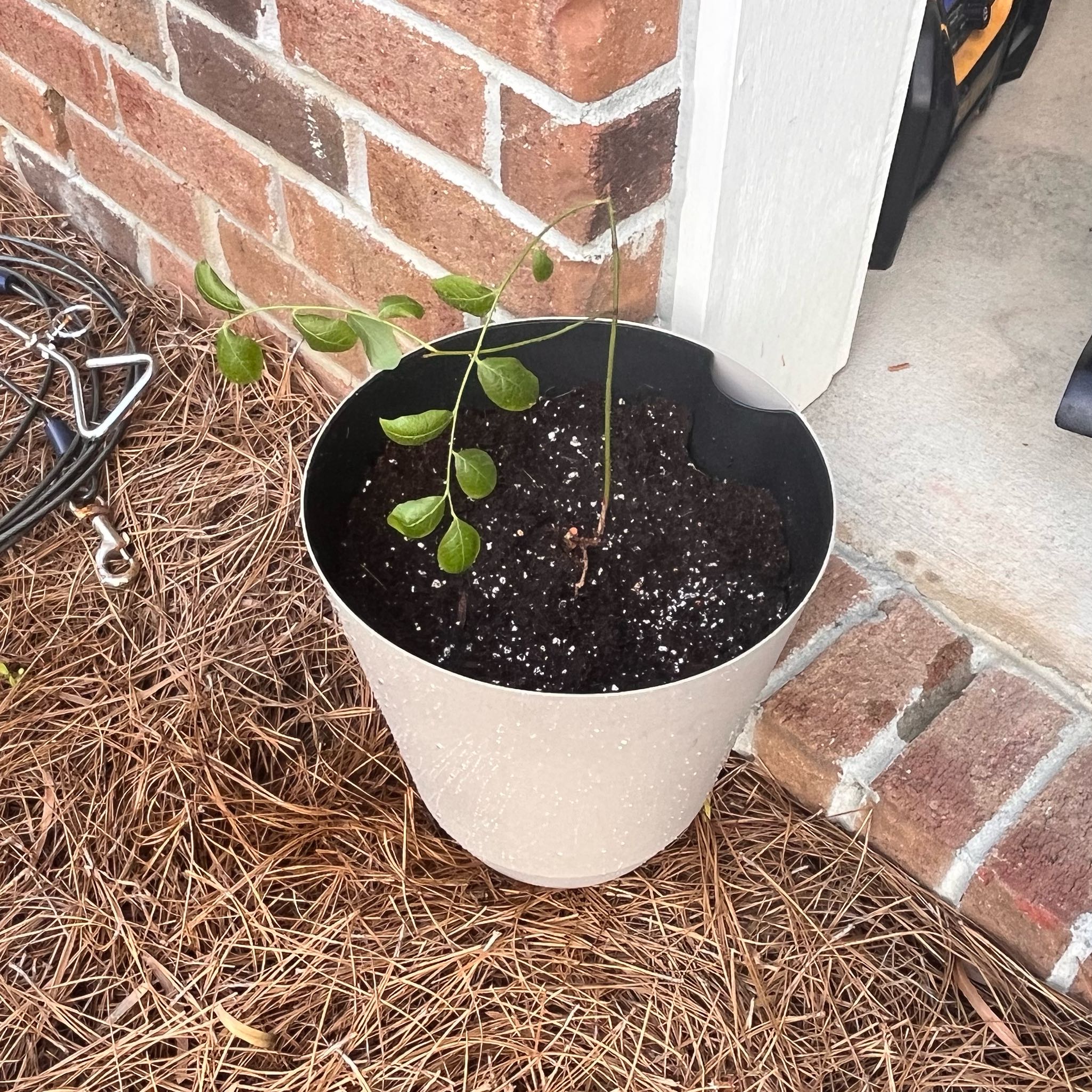 Photo of the plant species Climax Blueberry by @ClearMostii20 named Harold on Greg, the plant care app