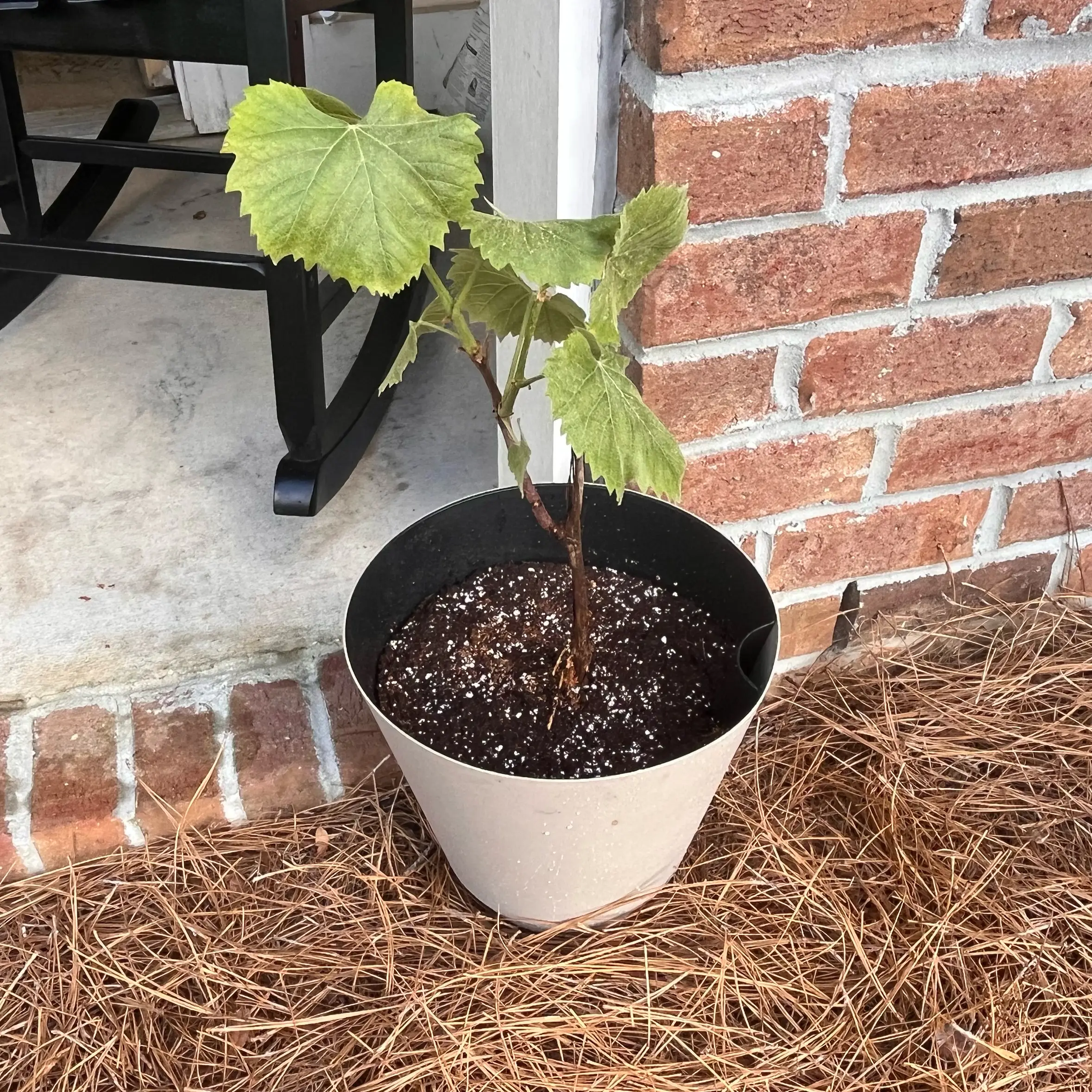 Photo of the plant species Marquis Grape by @ClearMostii20 named Remington on Greg, the plant care app