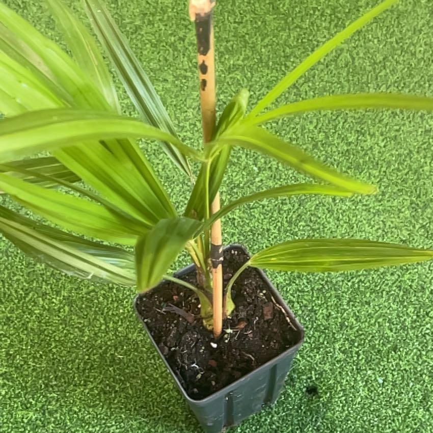 Photo of the plant species Windmill Palm 'Naggy' by @NewRedcap15 named Lebron on Greg, the plant care app