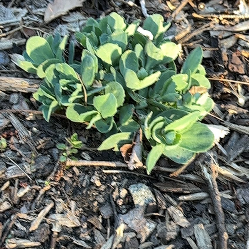 Photo of the plant species Beach Pea by @NurseMum62 named Willow on Greg, the plant care app